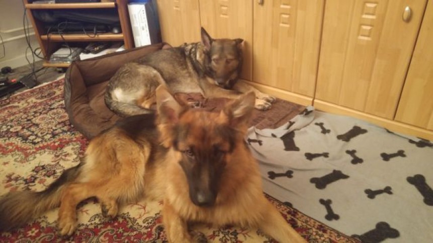 Binga von Haus Kasfeld und Winston von Markt Wernberg  haben sich gefunden ( Willi )