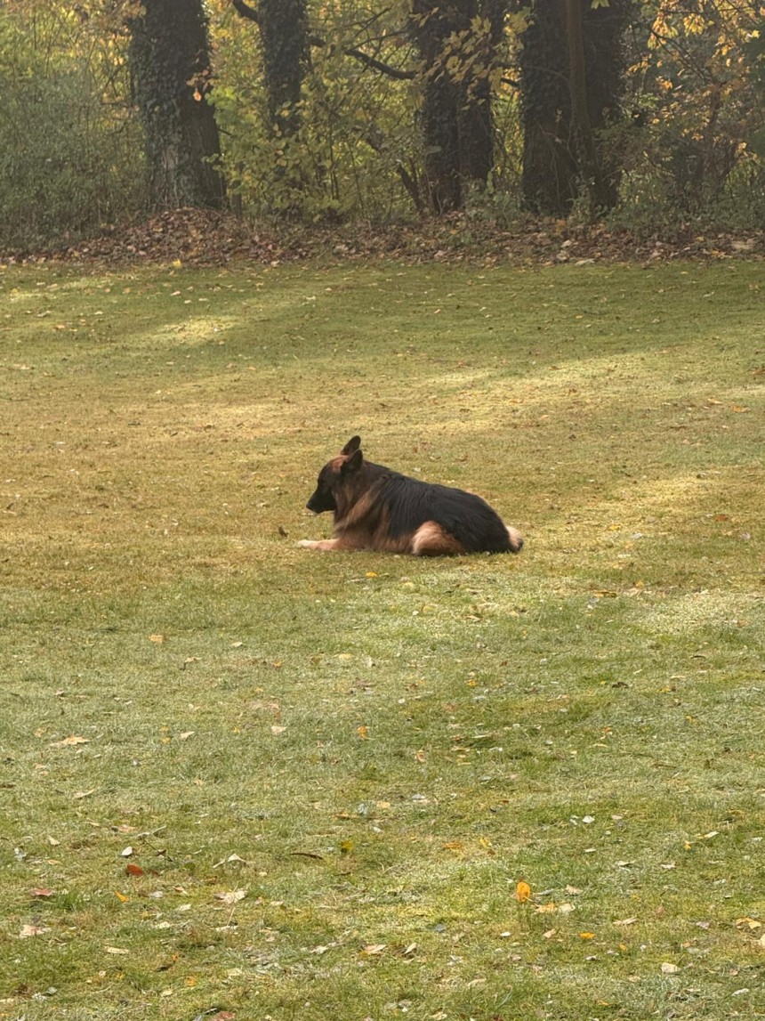 In der Begleithunde Prüfung